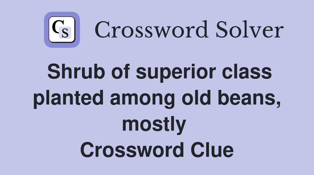 Shrub of superior class planted among old beans, mostly  Crossword Clue