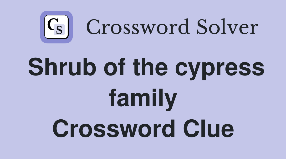 Shrub of the cypress family Crossword Clue