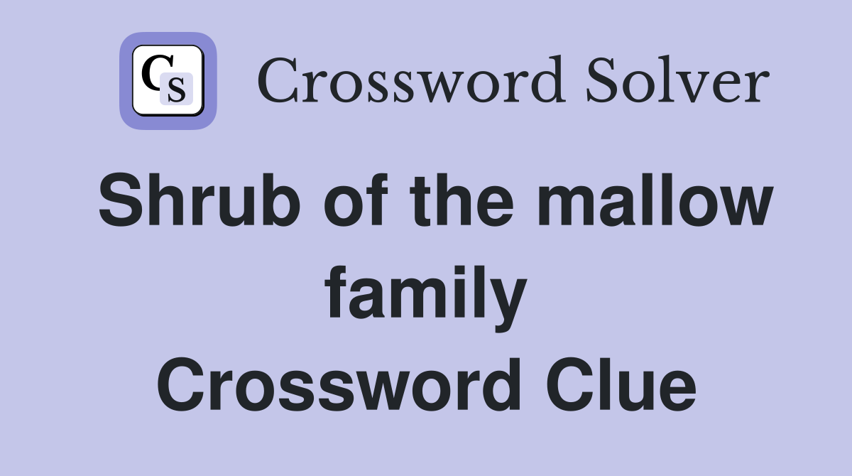 Shrub of the mallow family Crossword Clue