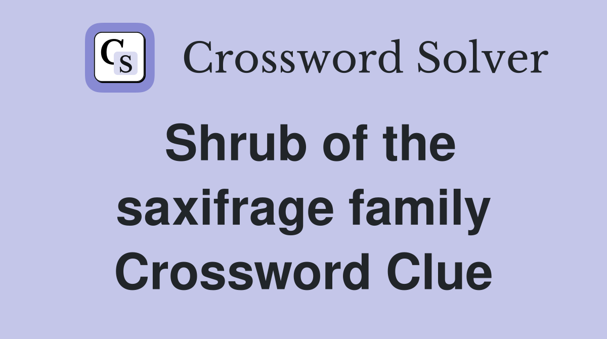 Shrub of the saxifrage family Crossword Clue