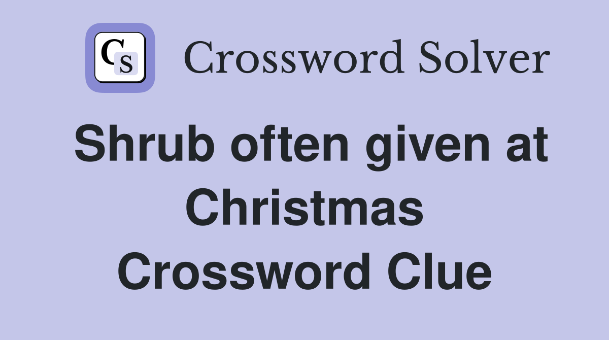 Shrub often given at Christmas Crossword Clue