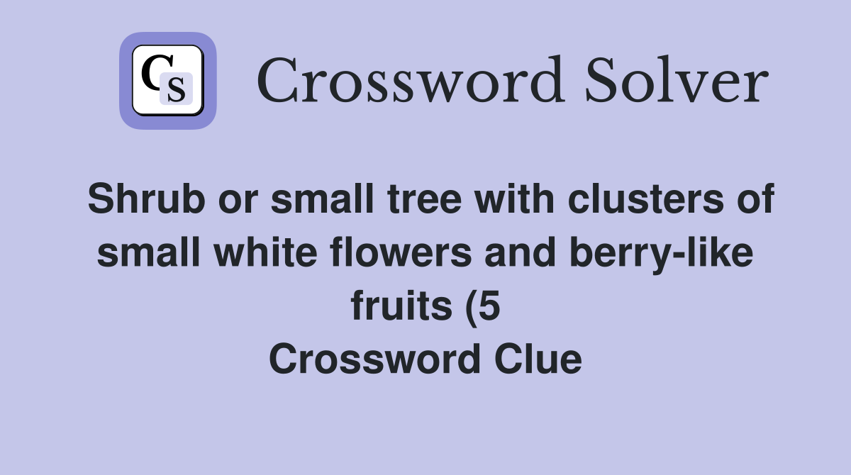 Shrub or small tree with clusters of small white flowers and berry like Shrub or small tree with clusters of small white flowers and berry like