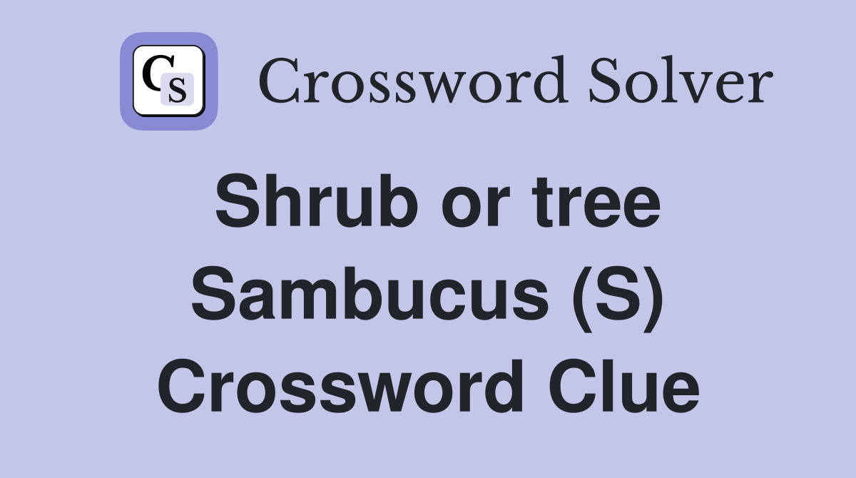 Shrub or tree Sambucus (S) Crossword Clue
