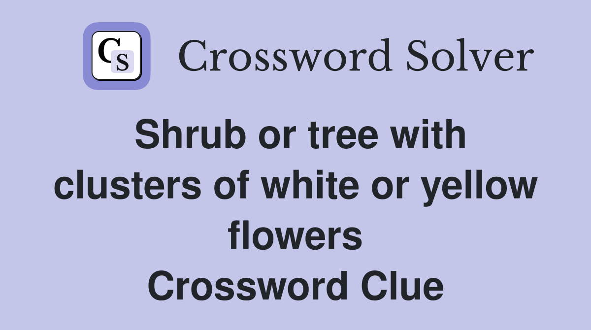 Shrub or tree with clusters of white or yellow flowers Crossword Clue