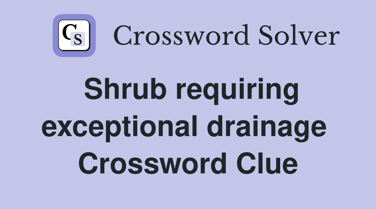 Shrub requiring exceptional drainage  Crossword Clue