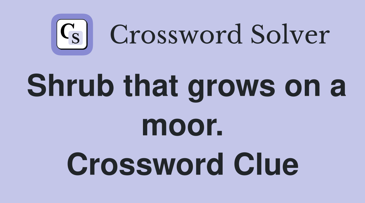 Shrub that grows on a moor. Crossword Clue