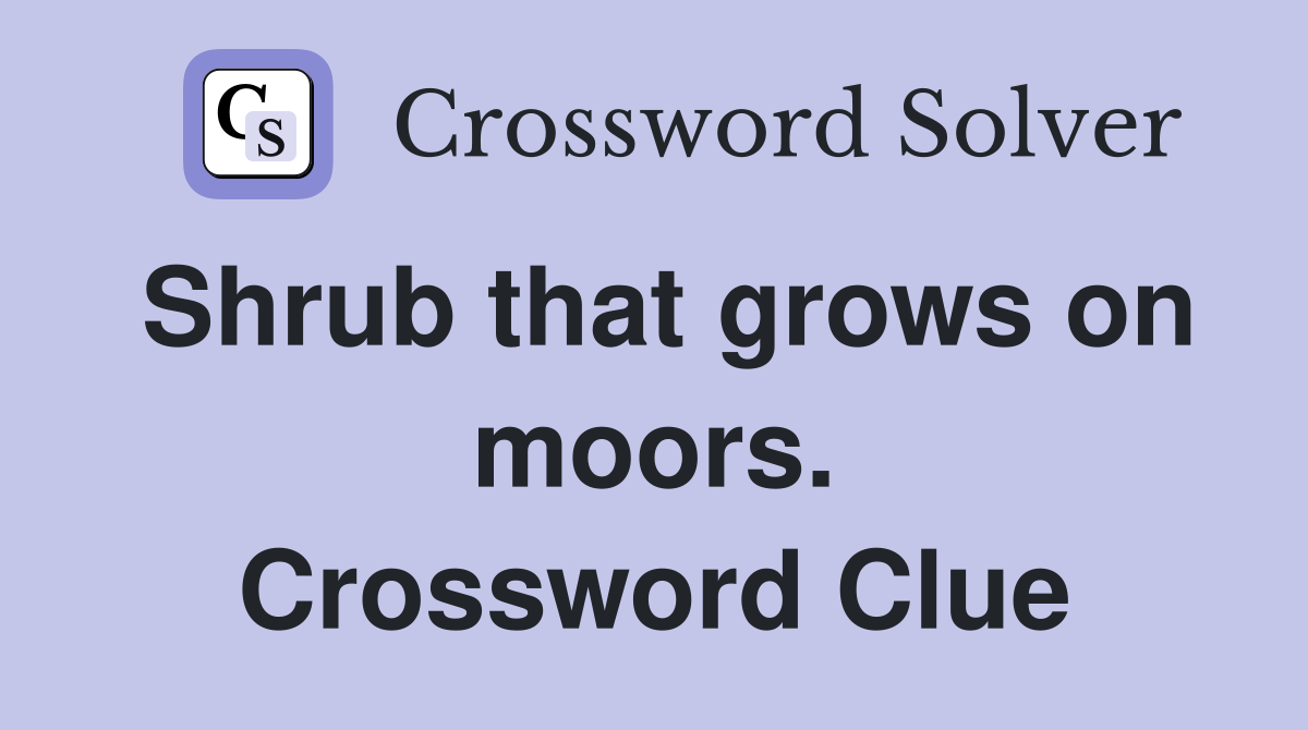 Shrub that grows on moors. Crossword Clue