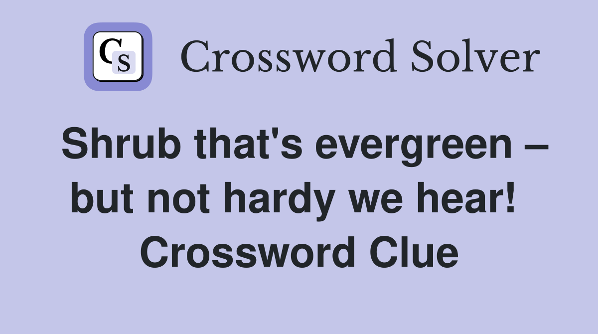 Shrub that's evergreen – but not hardy we hear!  Crossword Clue
