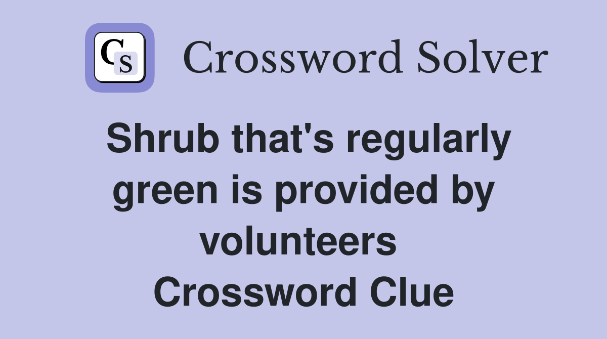 Shrub that's regularly green is provided by volunteers  Crossword Clue
