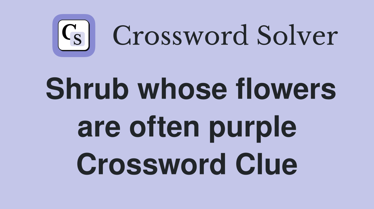 Shrub whose flowers are often purple Crossword Clue