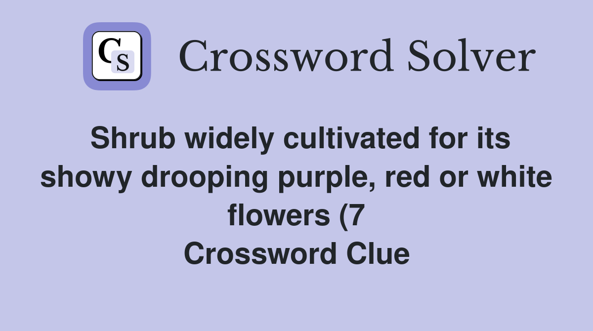 Shrub widely cultivated for its showy drooping purple red or white Shrub widely cultivated for its showy drooping purple red or white