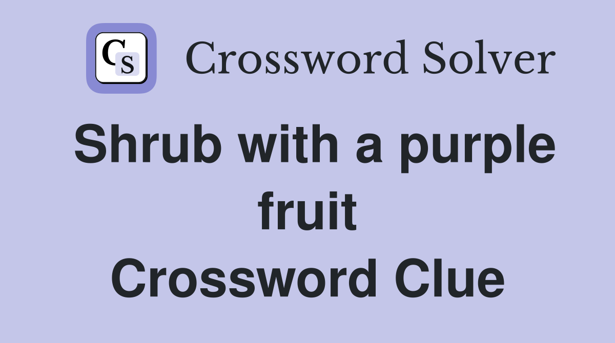Shrub with a purple fruit Crossword Clue