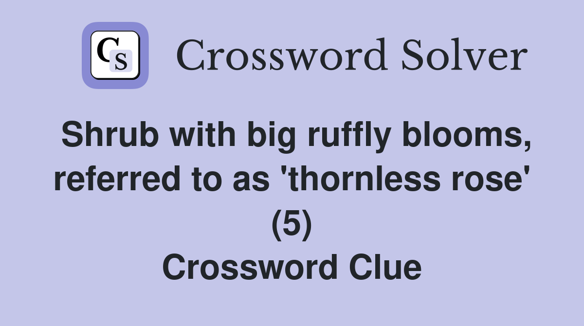 Shrub with big ruffly blooms, referred to as 'thornless rose' (5) Crossword Clue