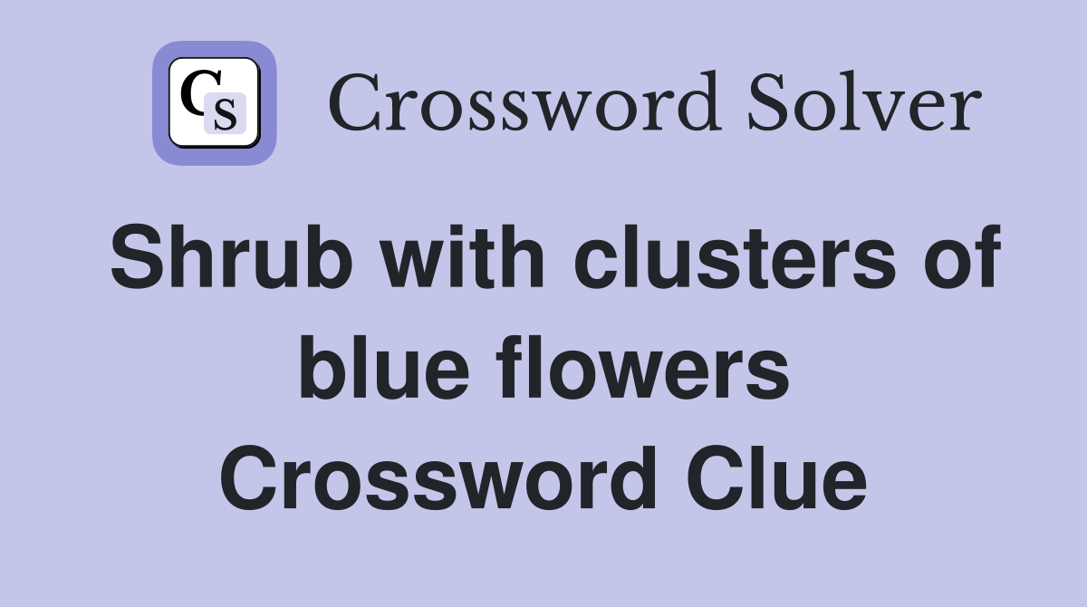 Shrub with clusters of blue flowers Crossword Clue