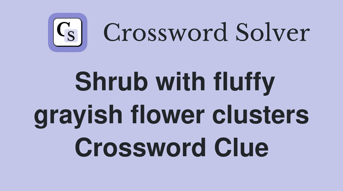 Shrub with fluffy grayish flower clusters Crossword Clue