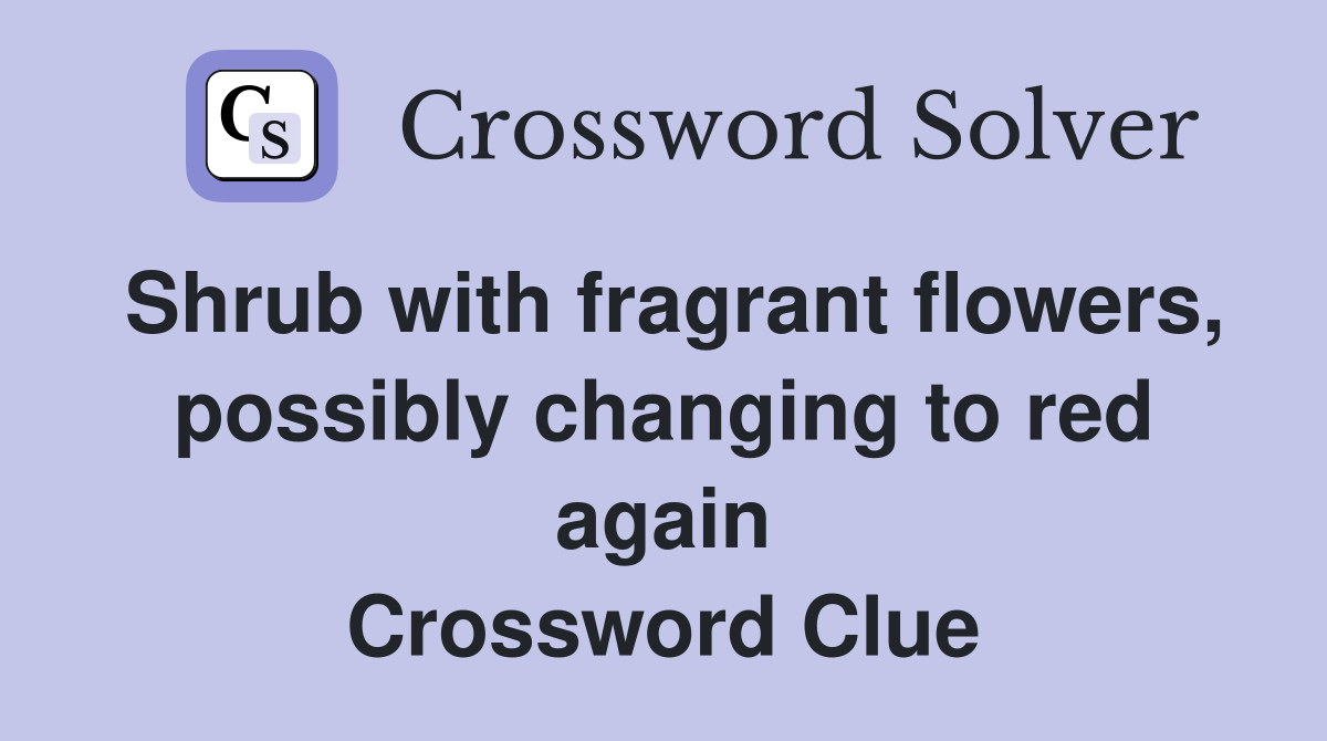 Shrub with fragrant flowers, possibly changing to red again Crossword Clue