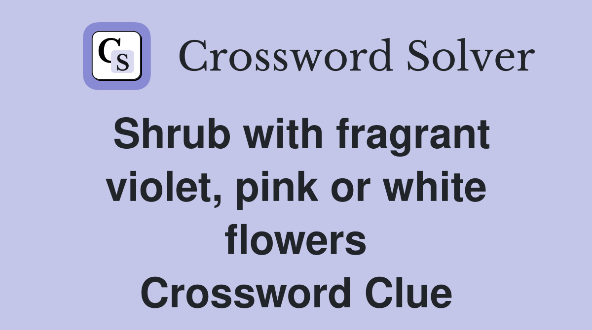 Shrub with fragrant violet, pink or white flowers Crossword Clue