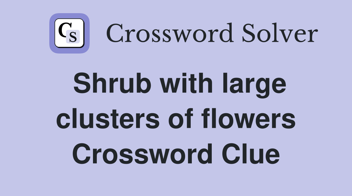 Shrub with large clusters of flowers Crossword Clue