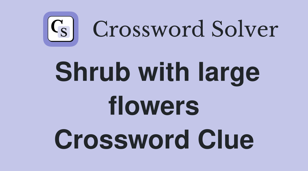 Shrub with large flowers Crossword Clue