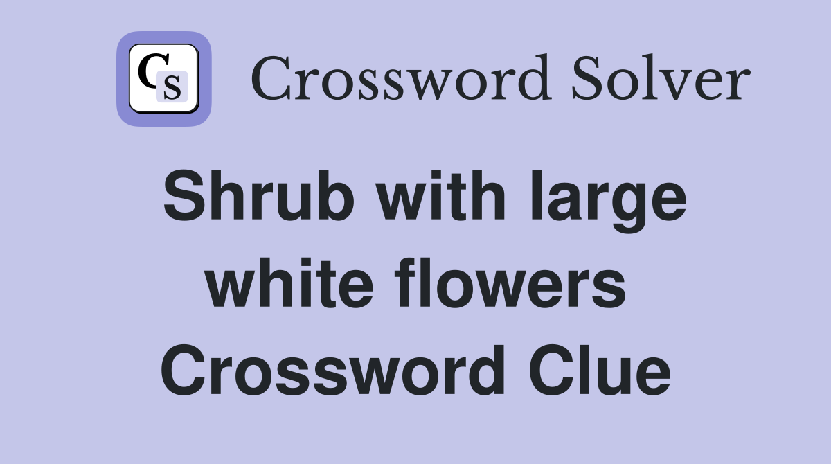 Shrub with large white flowers Crossword Clue