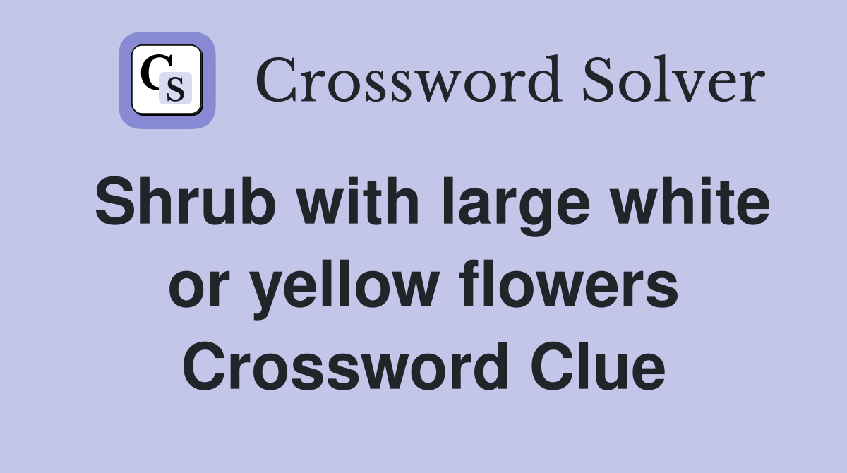 Shrub with large white or yellow flowers Crossword Clue
