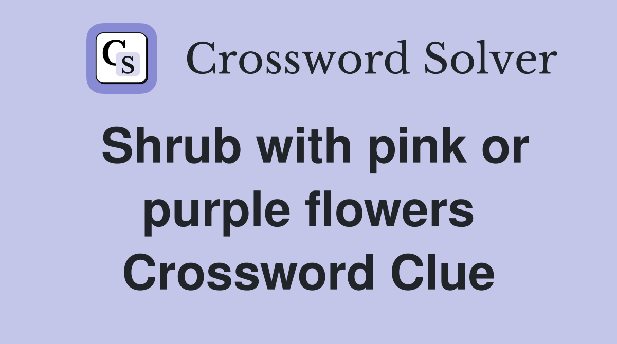 Shrub with pink or purple flowers Crossword Clue