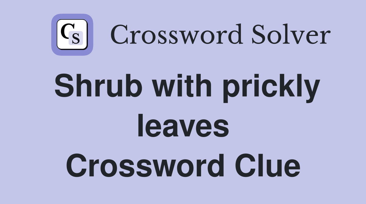 Shrub with prickly leaves Crossword Clue