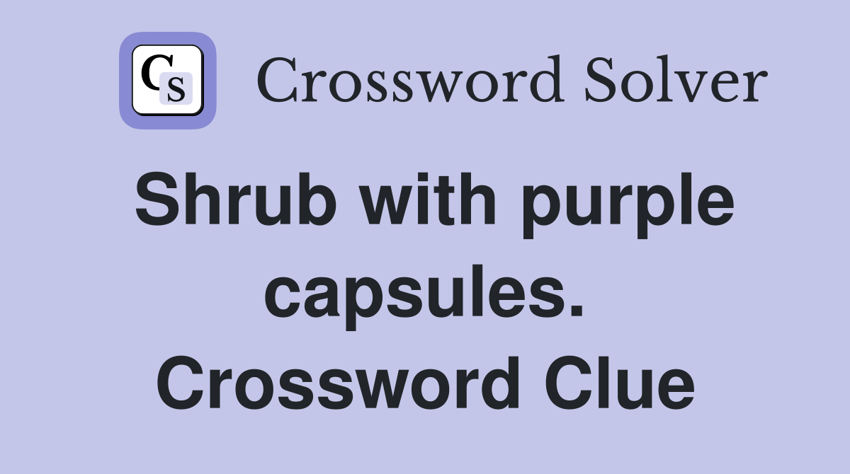 Shrub with purple capsules. Crossword Clue