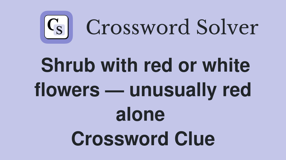 Shrub with red or white flowers — unusually red alone  Crossword Clue