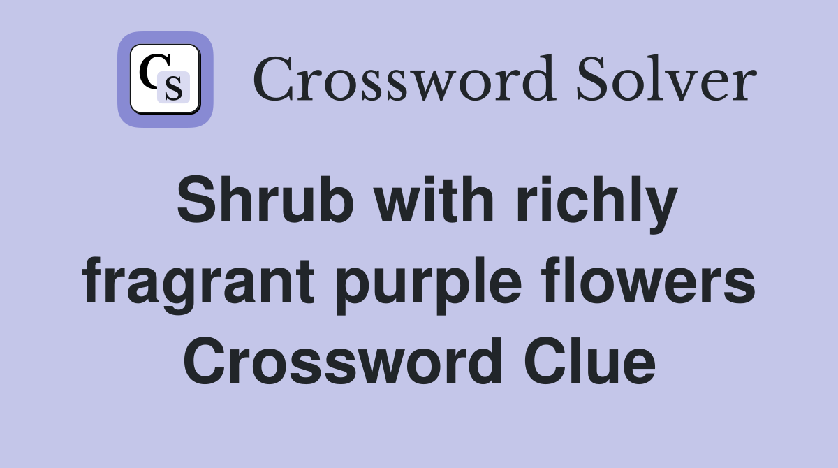 Shrub with richly fragrant purple flowers Crossword Clue