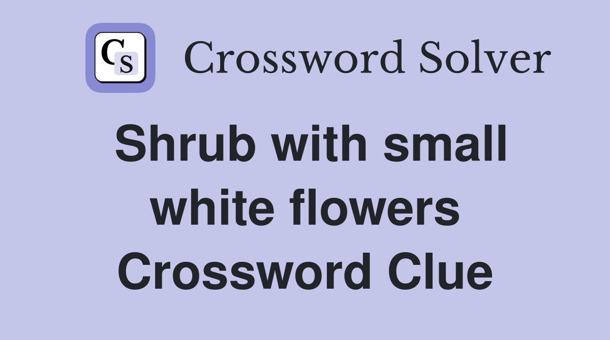 Shrub with small white flowers Crossword Clue