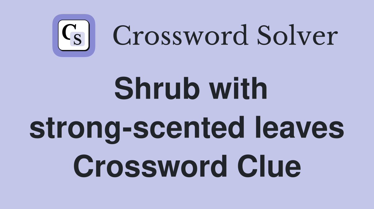Shrub with strong-scented leaves Crossword Clue