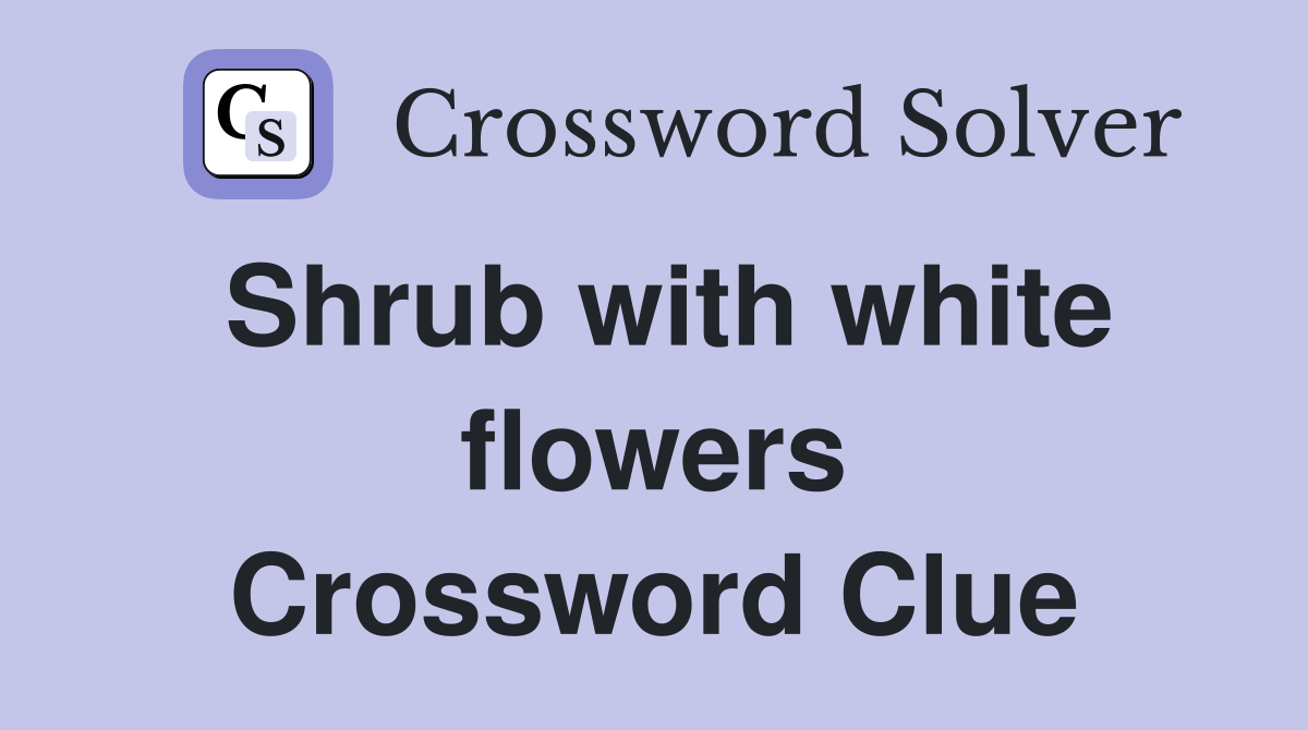 Shrub with white flowers Crossword Clue