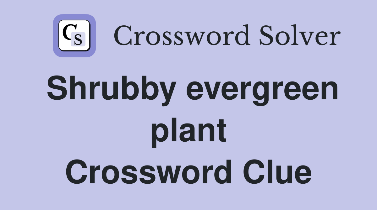 Shrubby evergreen plant Crossword Clue