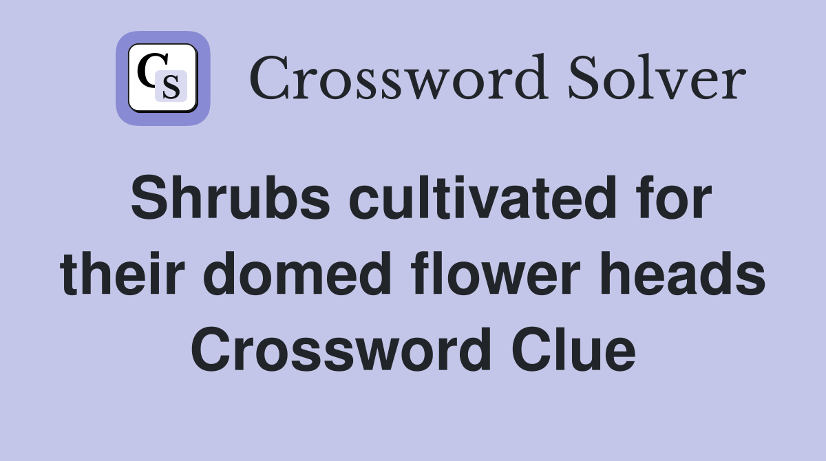 Shrubs cultivated for their domed flower heads Crossword Clue