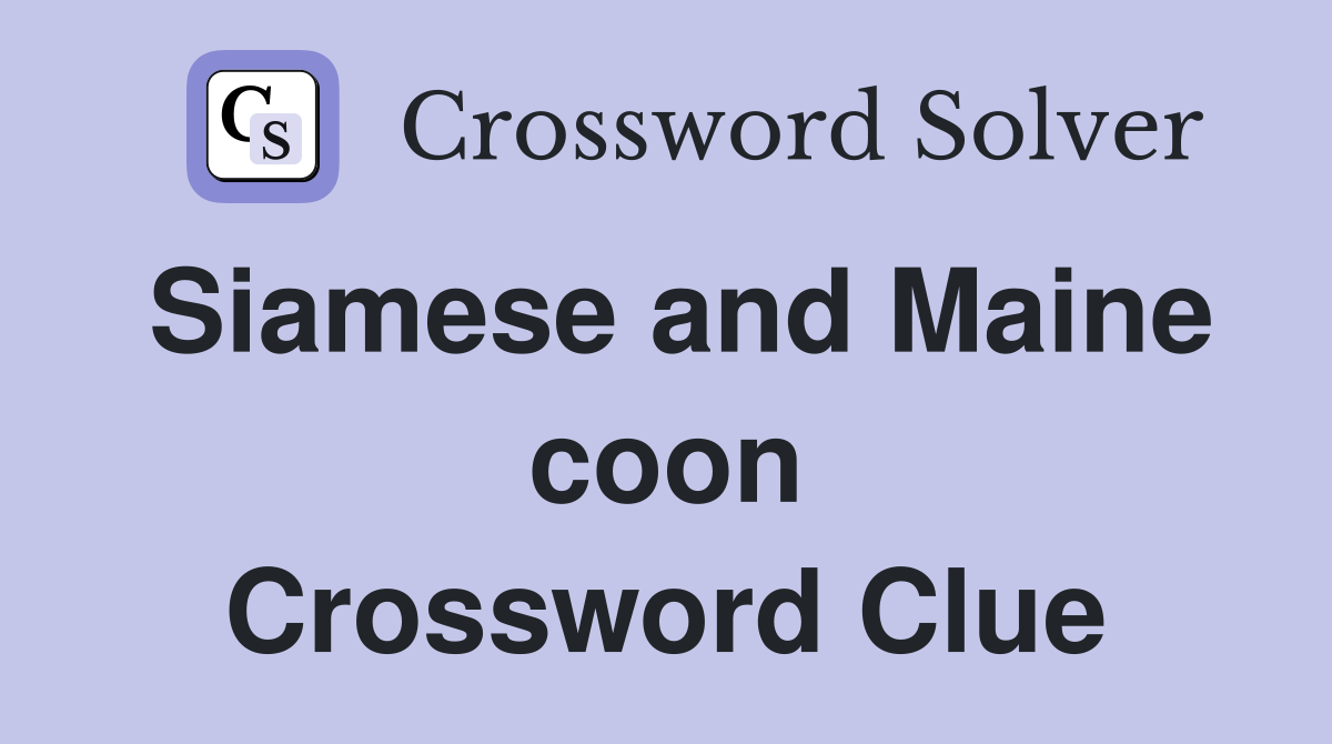 Siamese and Maine coon Crossword Clue