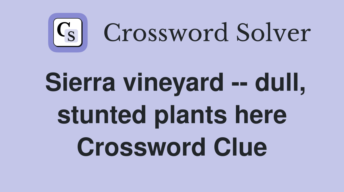 Sierra vineyard -- dull, stunted plants here Crossword Clue