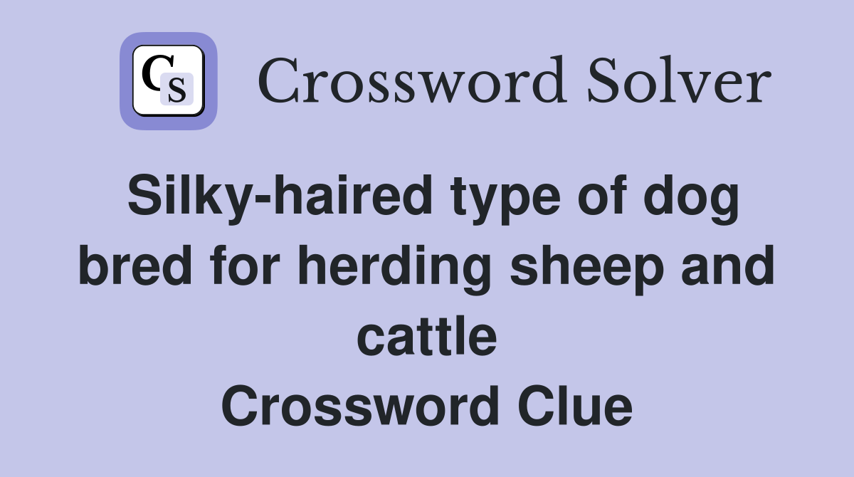 Silky-haired type of dog bred for herding sheep and cattle Crossword Clue