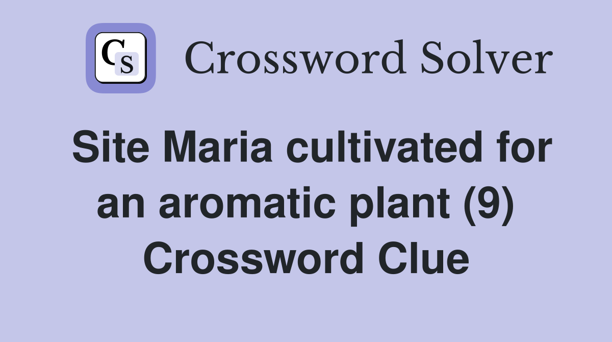Site Maria cultivated for an aromatic plant (9) Crossword Clue