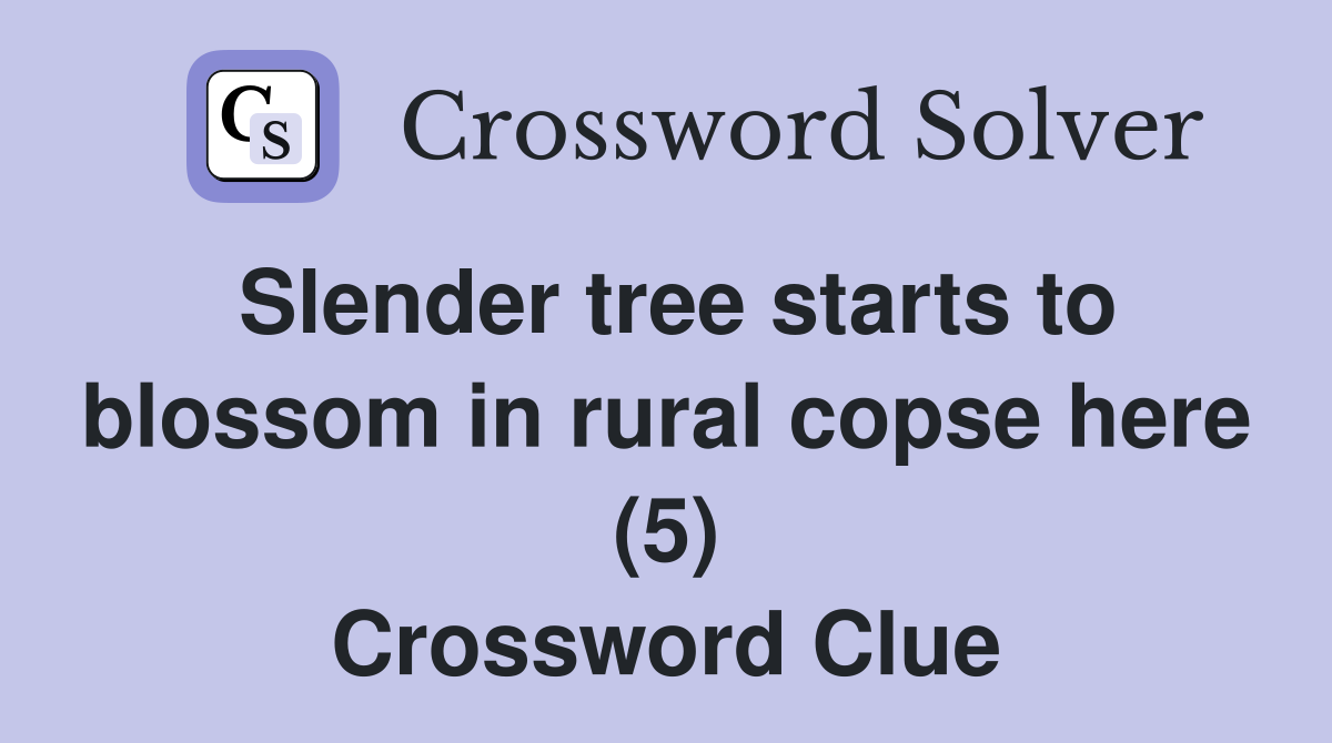 Slender tree starts to blossom in rural copse here (5) Crossword Clue