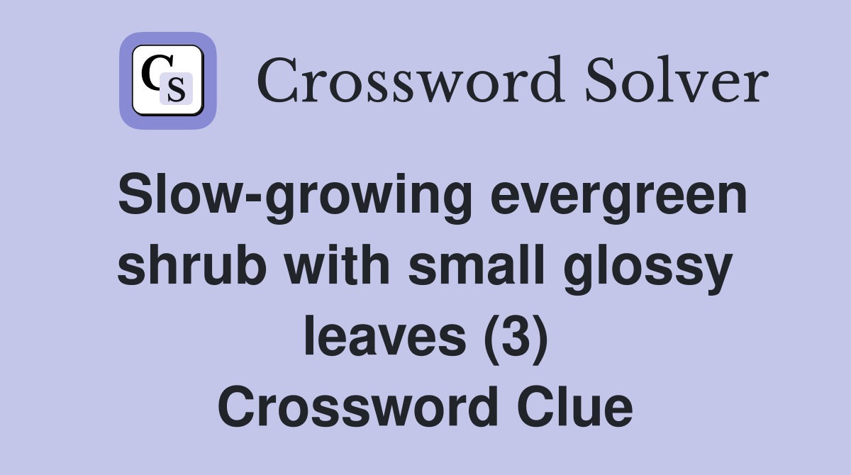 Slow-growing evergreen shrub with small glossy leaves (3) Crossword Clue
