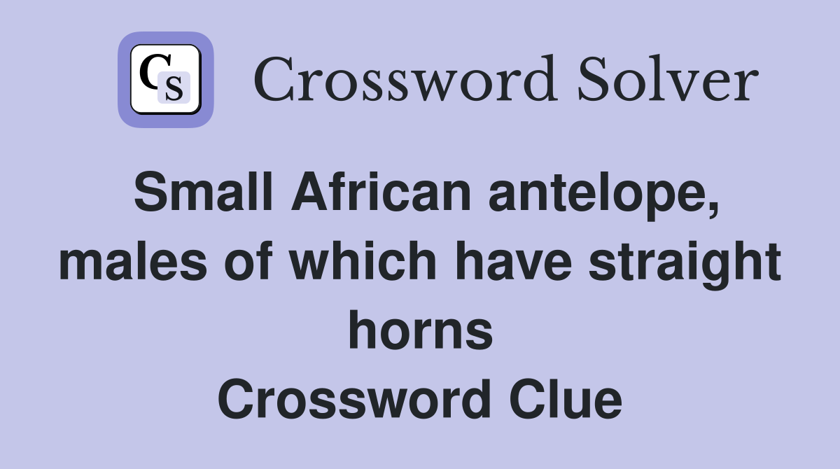Small African antelope, males of which have straight horns Crossword Clue