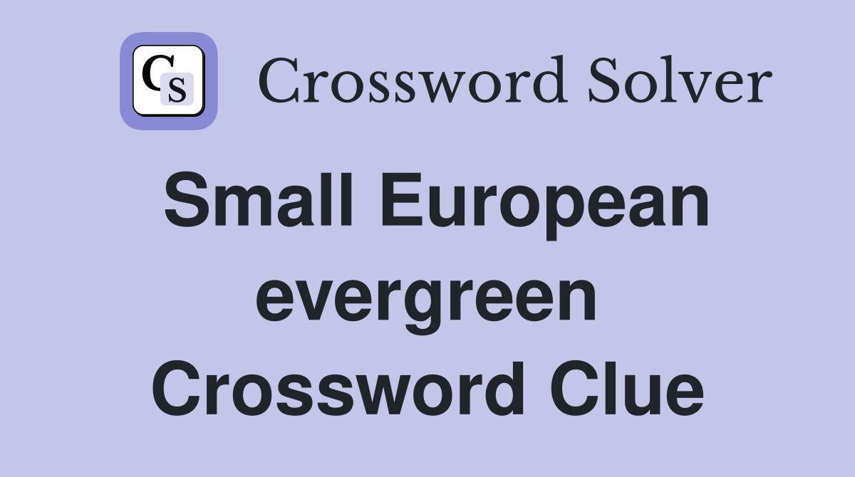Small European evergreen Crossword Clue