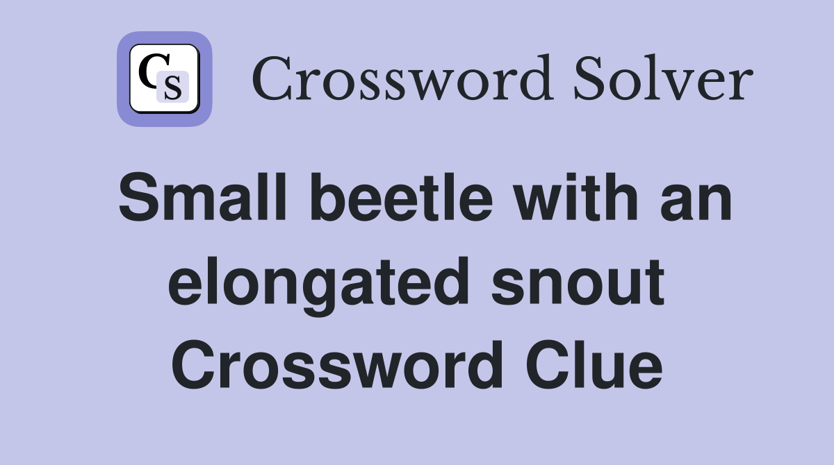 Small beetle with an elongated snout Crossword Clue