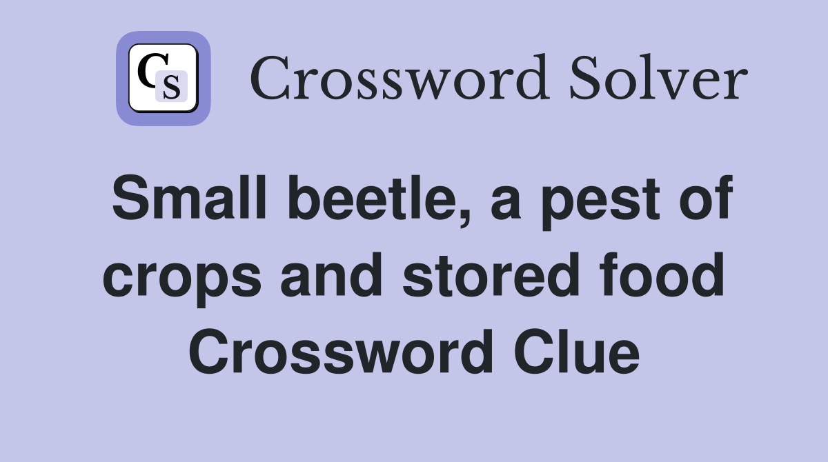 Small beetle, a pest of crops and stored food Crossword Clue