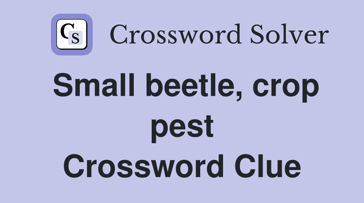 Small beetle, crop pest Crossword Clue