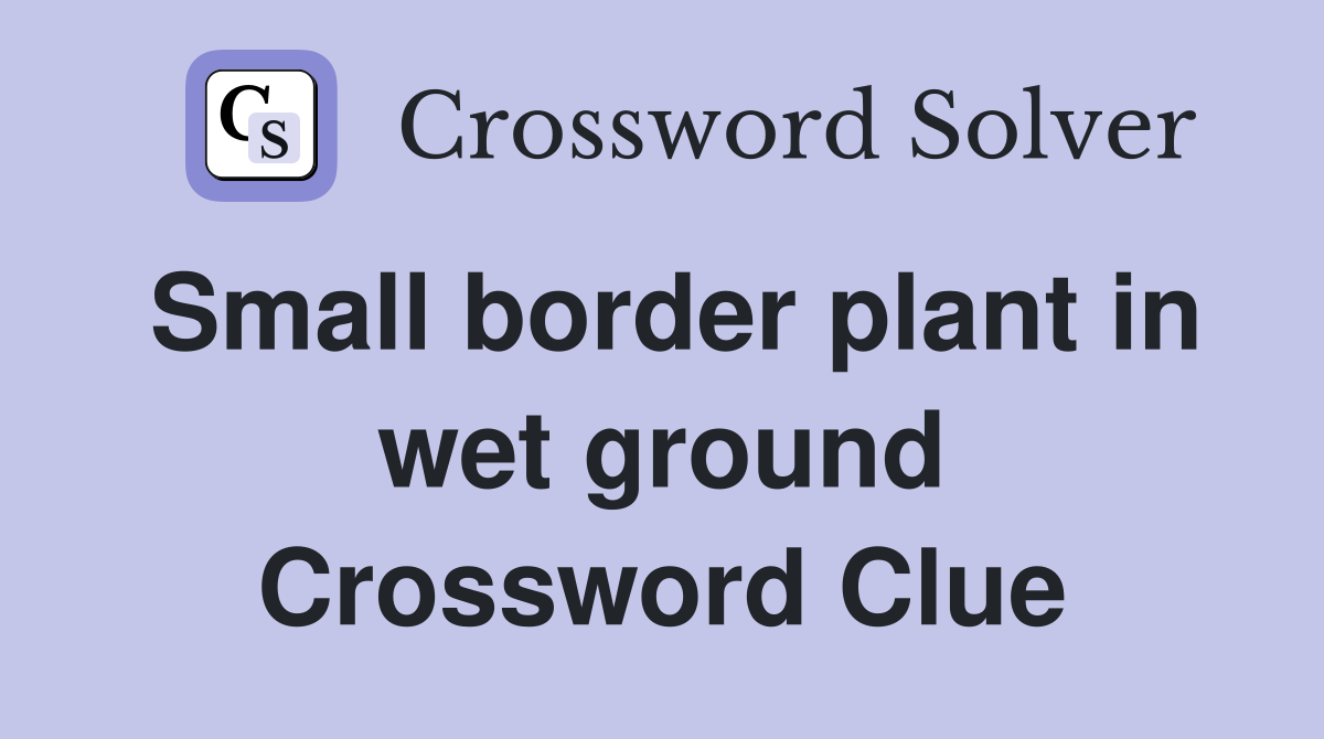 Small border plant in wet ground Crossword Clue