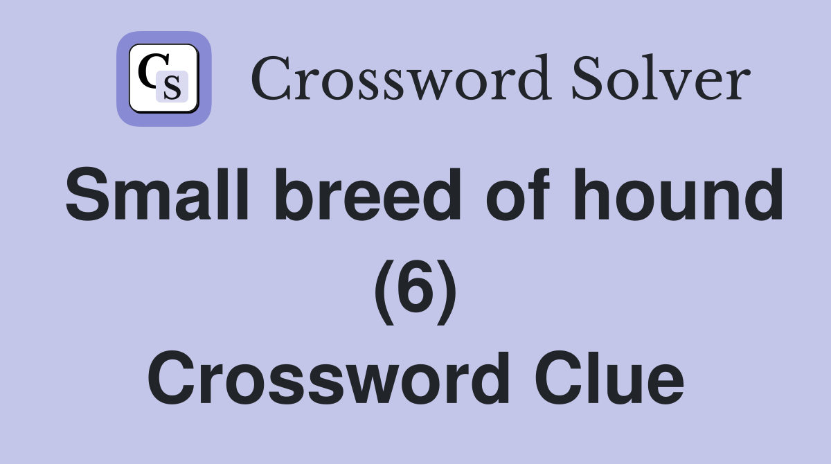 Small breed of hound (6) Crossword Clue