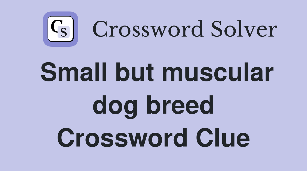 Small but muscular dog breed Crossword Clue