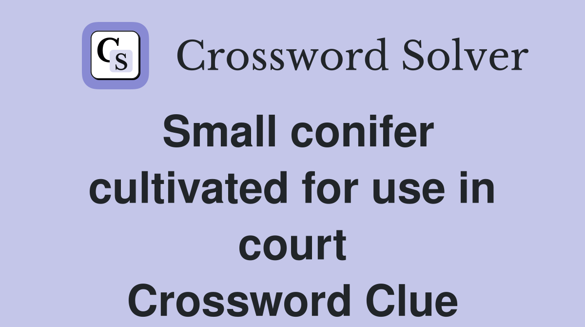 Small conifer cultivated for use in court Crossword Clue